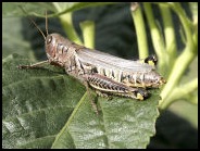 Grasshopper on leaves